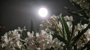 Luna_4